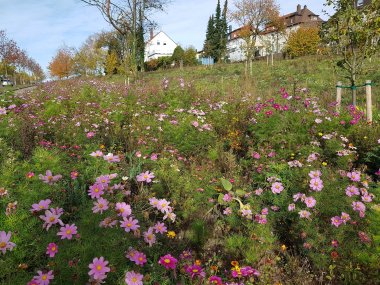 Farbenfrohe Blumenwiese