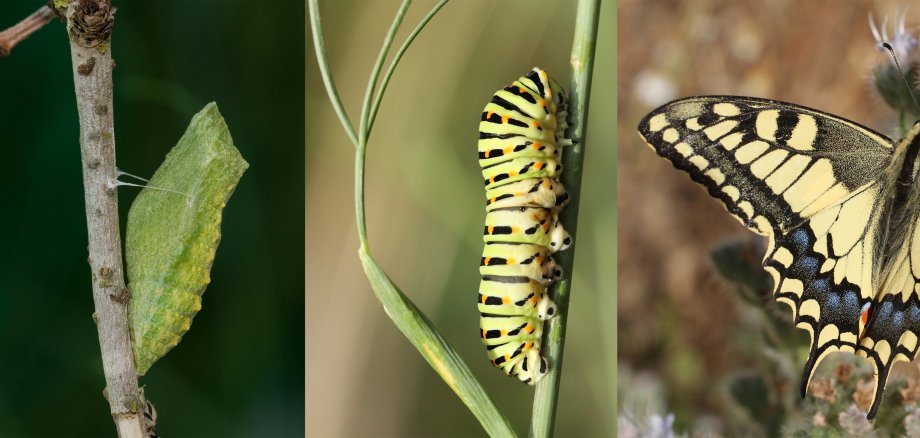Bilderfolge – von der Raupe zum Schmetterling