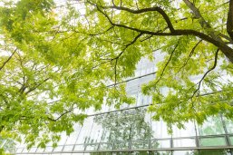 Baum vor einer Glasfassade Baum vor einer Glasfassade