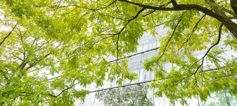 Baum vor einer Glasfassade